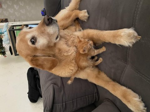 Tamamen ücretsiz sahiplendirme golden retriever