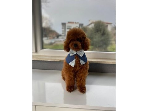 A kalite red brown yavrularımız yuvasını bekliyor