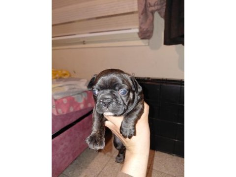 French bulldog 40 günlük