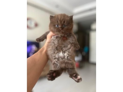 Cinnamon british longhair