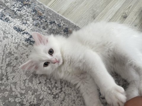 British longhair