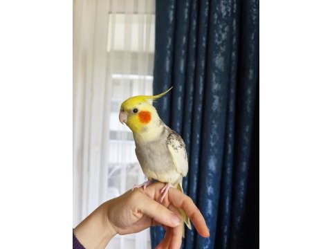 Konuşan ele alışkın sultan papağanı