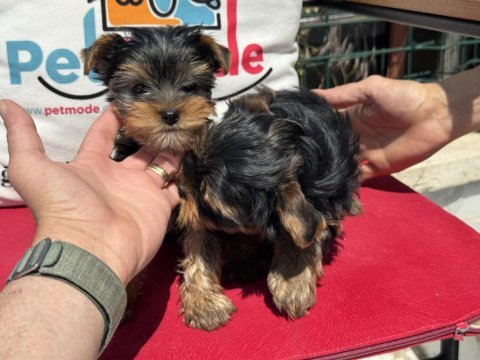 Petmode köpek çiftliğinden tea cup yorkshire terrier