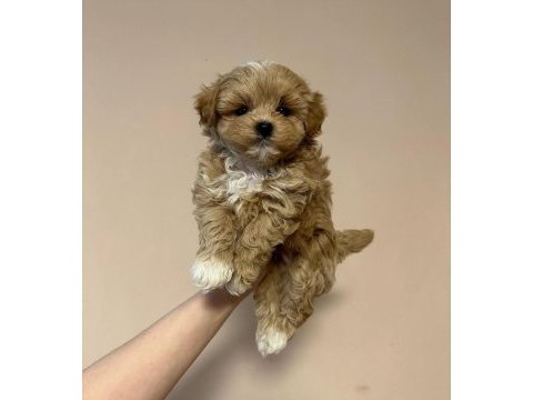 Irk garantili maltipoo yavruları