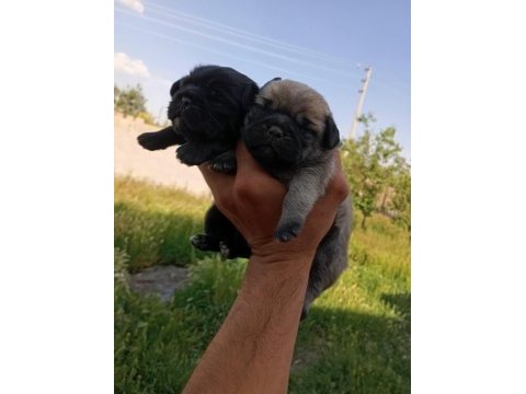 1 erkek ve 1 dişi pug