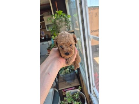 Evinizin poodle prensesleri ve prensleri 2 aylık