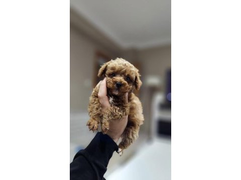 500 gram micro teacup yavruları orjinal ve safkan poodle