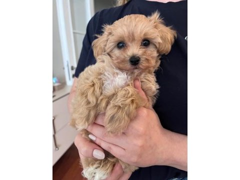 Fırsat yavruları bebek yüzlü maltipoo