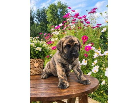 Özel brindle renk erkek yavru cane corso