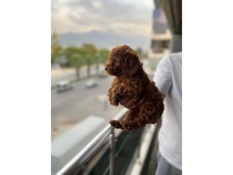 Saf kan toy poodle