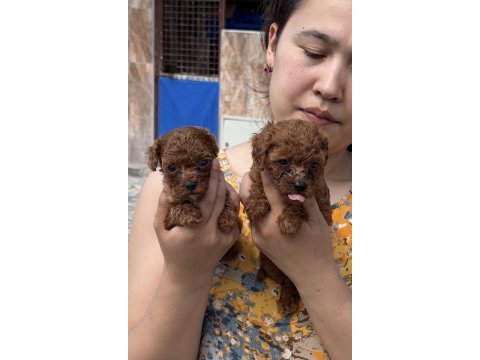 Kore poodle çok sevimli yavrular 