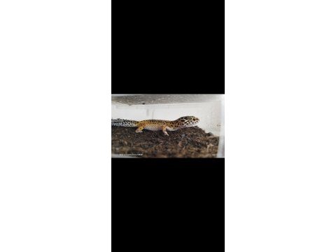 Geckolarımızı sahiplendirmek