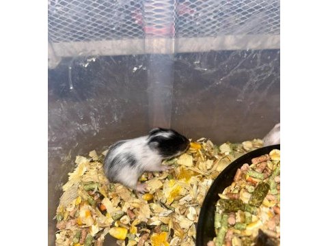 Siyah minik kömür hamster yavrularımız