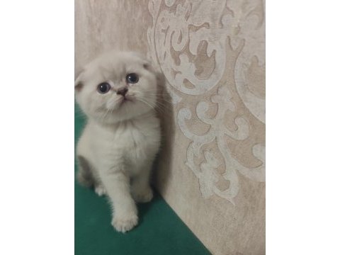 Scottish fold yavru