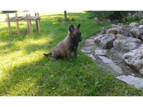 Belçika malinois yavruları