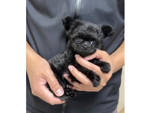 Kıvır kıvır toy poodle