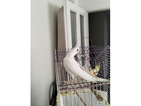 45 günlük albino yavru sultan papağanı