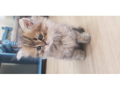 British longhair 2 aylık erkek