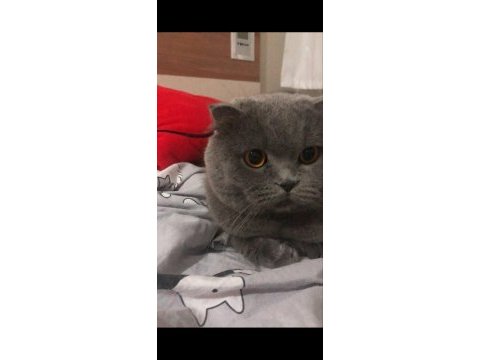 Temiz, bakımlı scottish fold