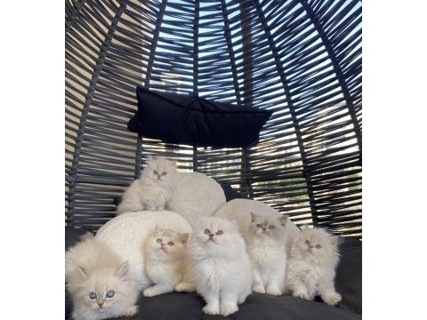 British longhair point bicolor