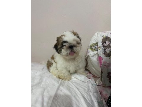 Shih tzu erkek bebek