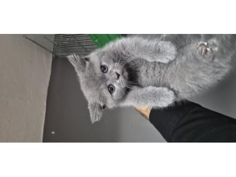 Orjinal british shorthair sağlıklı 2 aylık yavrular