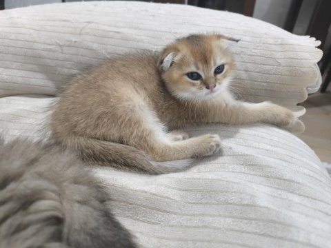 2 aylık golden dişi kedimiz