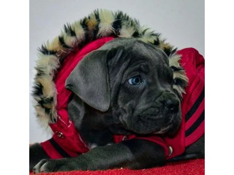 Dev cane corso yavrularımız