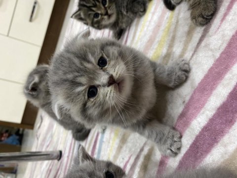 Brisith shorthair & brisith fold