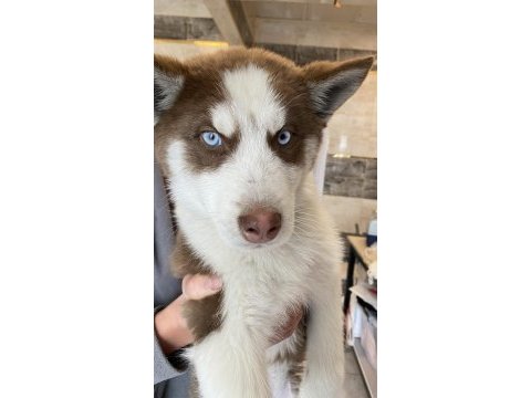 Husky sibirya kurdu