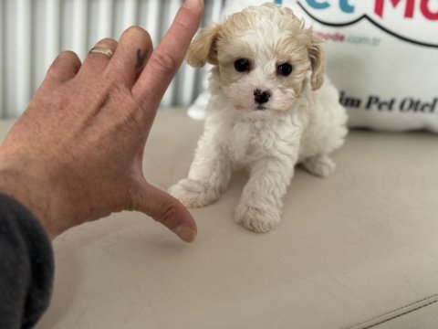 Petmode köpek çifrliğinden tea cup morkie yavrularımız