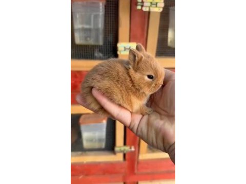 Cüce tavşan (nedherland dwarf)