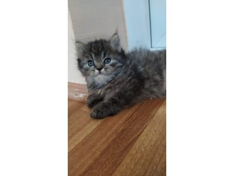 Chinchilla yavrularımız yeni yuvalarını arıyor