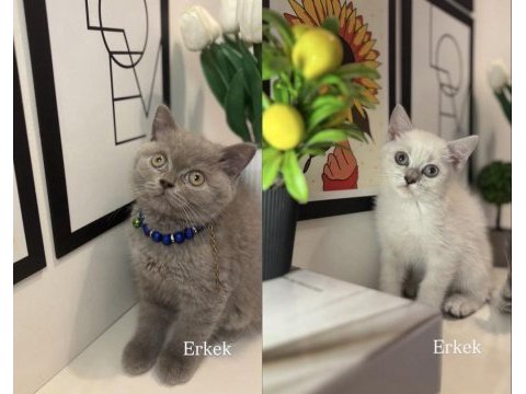 British shorthair yavrularımız