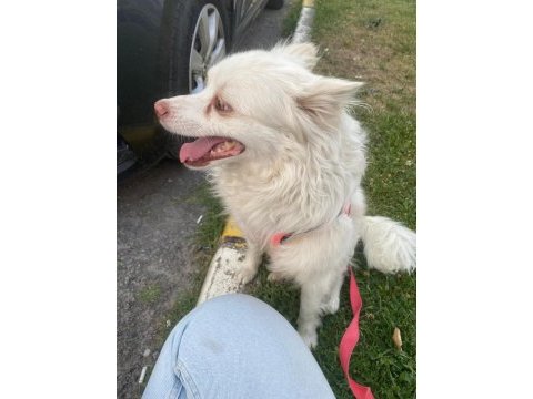 Köpeğimizi sahiplendirmek istiyoruz