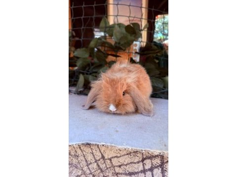 Safkan hollanda teddy lop tavşan yavrular