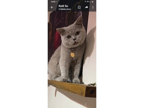 Ücretsiz sahiplendirme british shorthair