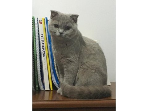 Oldukça uysal scottish fold kızandadır