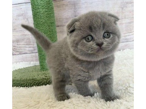 Scottish fold yavrularımız 