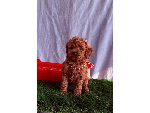 Safkan toy poodle bebekler