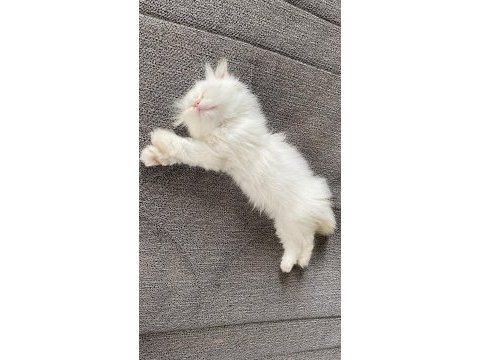 Scottish fold kedimiz ciddi alıcılar