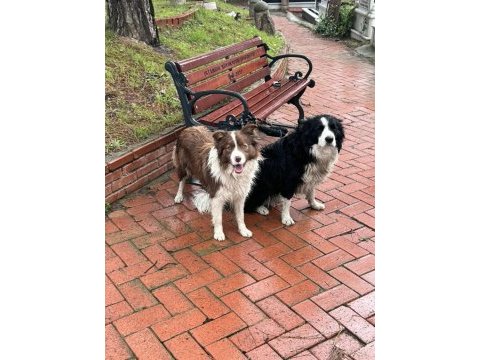 11 aylık border collie