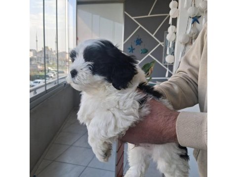 Morkie özel ırk yavrular