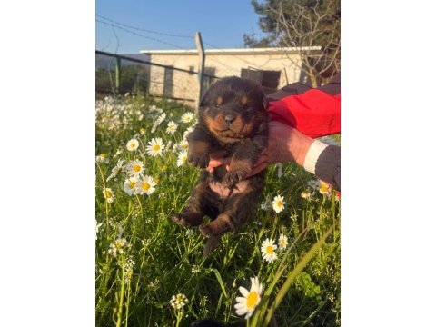 Koca kafa üst düzey rottweiler
