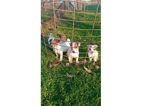 Jack russell yavrular