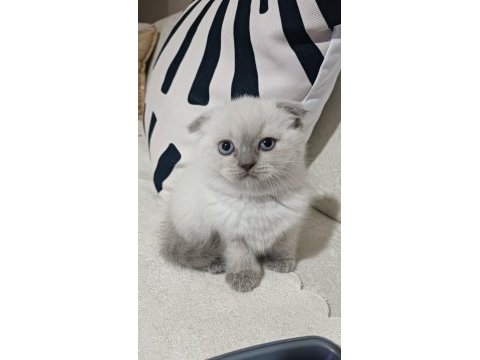 Adana yavru scottish blue point dişi yavru kedimiz