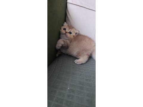 British shorthair 2,5 aylık