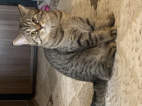 9 aylık british shorthair oğluş yeni yuvasını arıyor