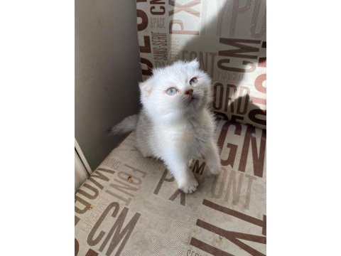 Kendini deli gibi sevdiren scottish fold yavrularım