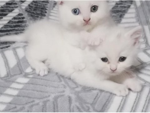 British shorthair scottish straight